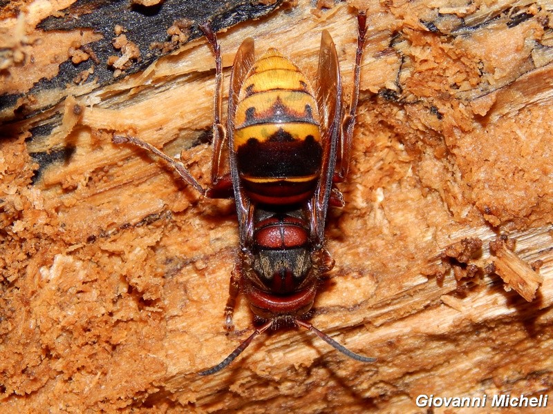 Vespa crabro in tronco marcescente